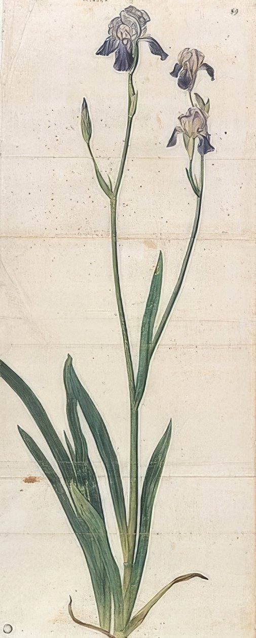 Irys niebieski kwitnący - Iris Germanica (Iris Trojana?). Około 1503 autorstwa Albrecht Dürer
