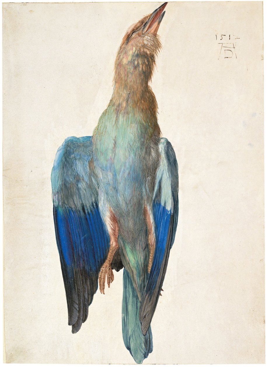 Dead Blue Roller, 1500 lub 1512 autorstwa Albrecht Dürer