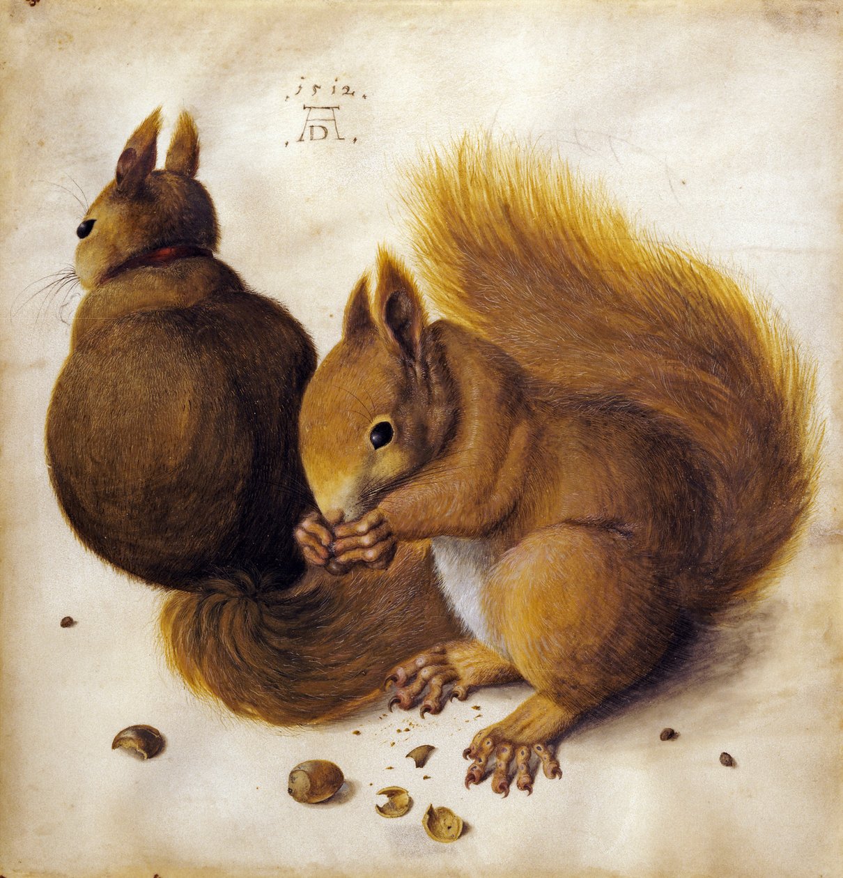 Wiewiórka autorstwa Albrecht Dürer