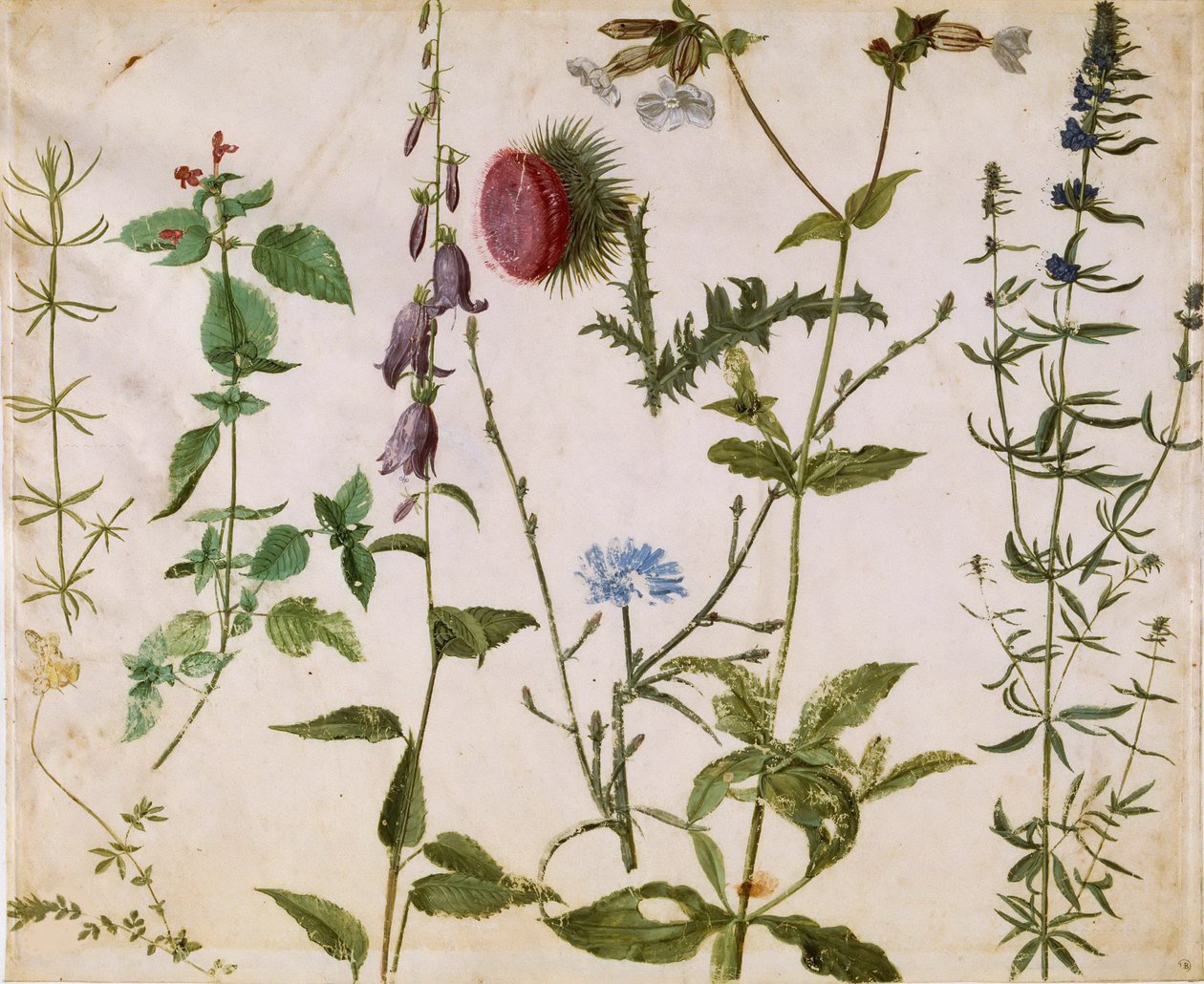 Osiem Studiów Dzikich Kwiatów, ok. 1515-1520. autorstwa Albrecht Dürer