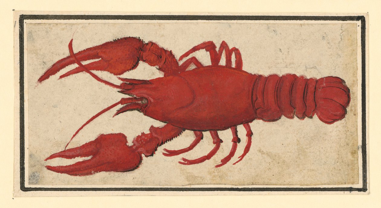 Gotowany rak, zwrócony w lewo autorstwa Albrecht Dürer