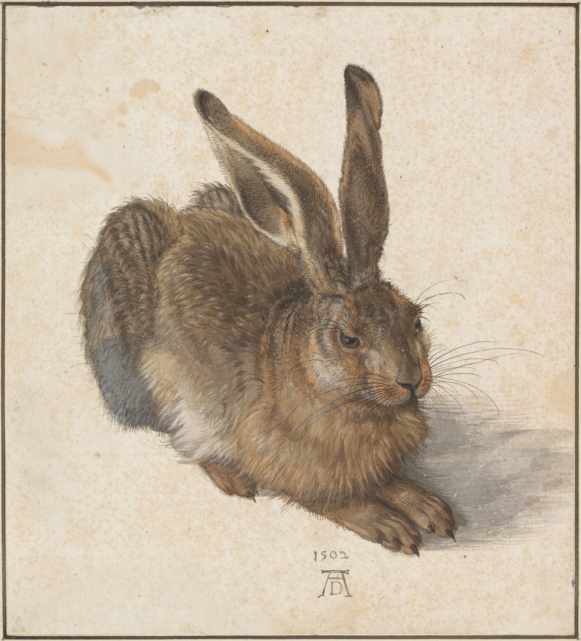 Hase’a, 1502 autorstwa Albrecht Dürer