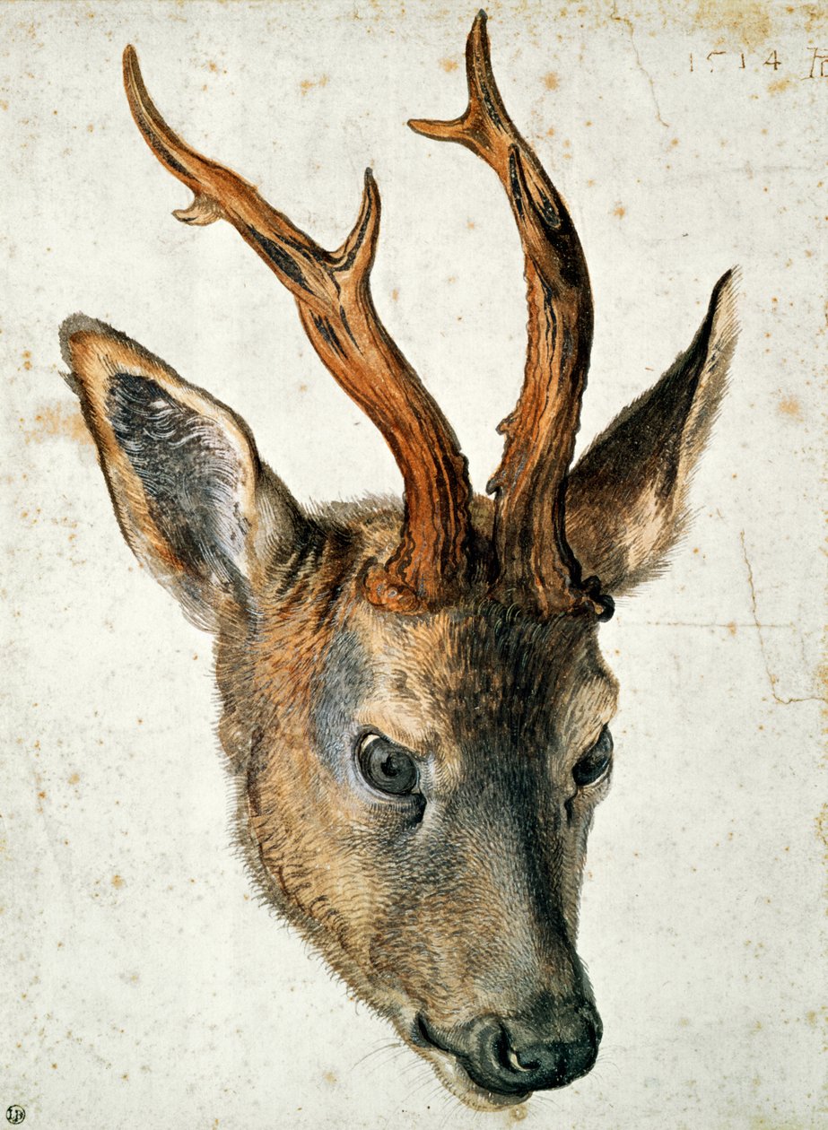 Głowa sarny (pióro i atrament i toaleta na papierze) autorstwa Albrecht Dürer