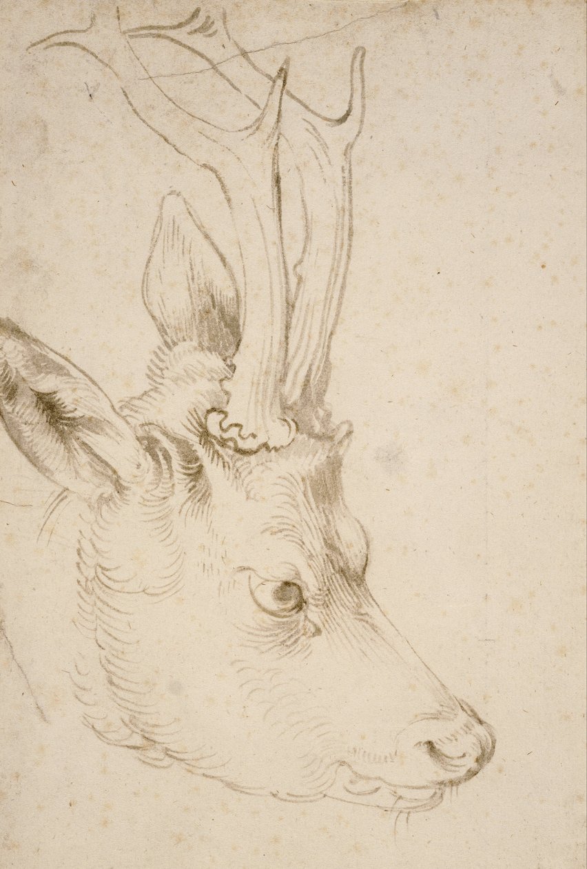 Głowa Roebucka autorstwa Albrecht Dürer