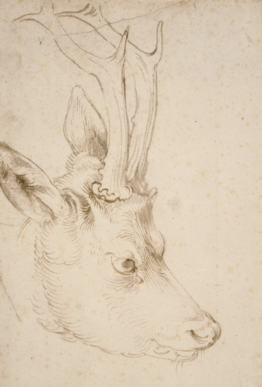 Głowa Roebucka, 1503 autorstwa Albrecht Dürer