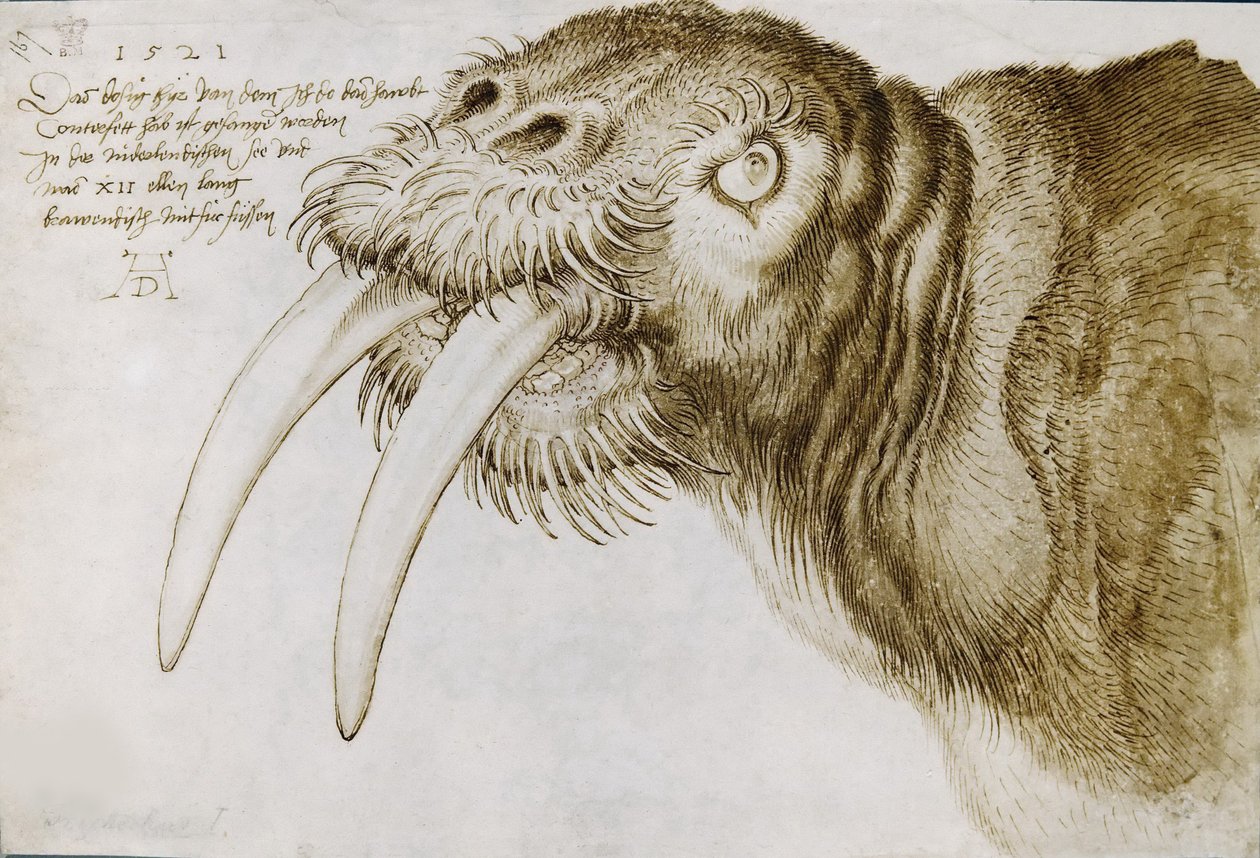 Głowa Morsa, 1521. autorstwa Albrecht Dürer