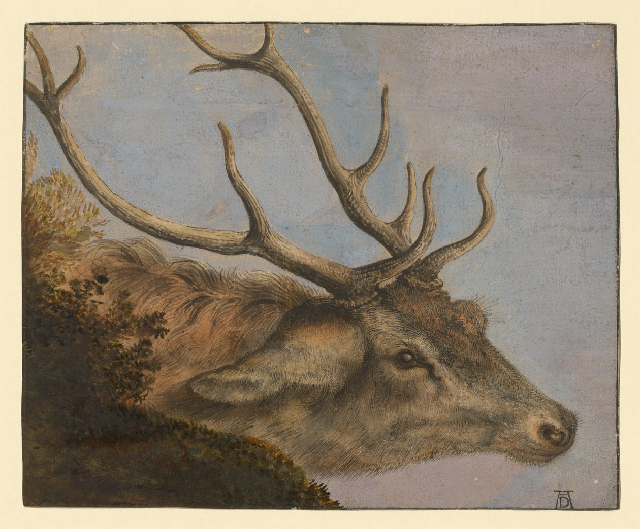 Głowa jelenia autorstwa Albrecht Dürer