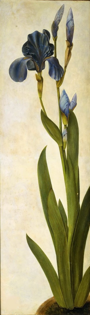 tęczówka trojańska, ok. 1505-1508. autorstwa Albrecht Dürer