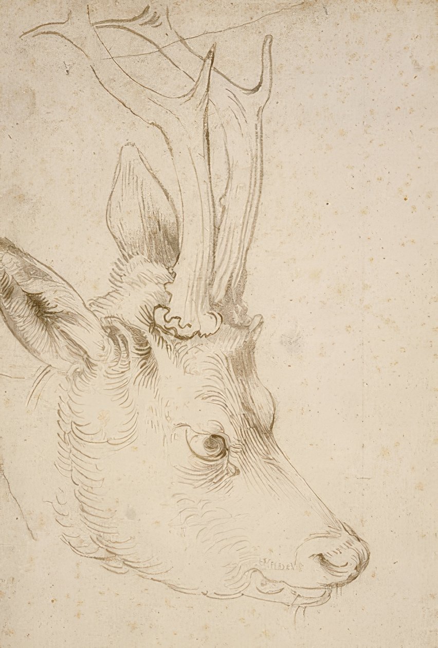 Głowa sarny. Około 1503 autorstwa Albrecht Dürer
