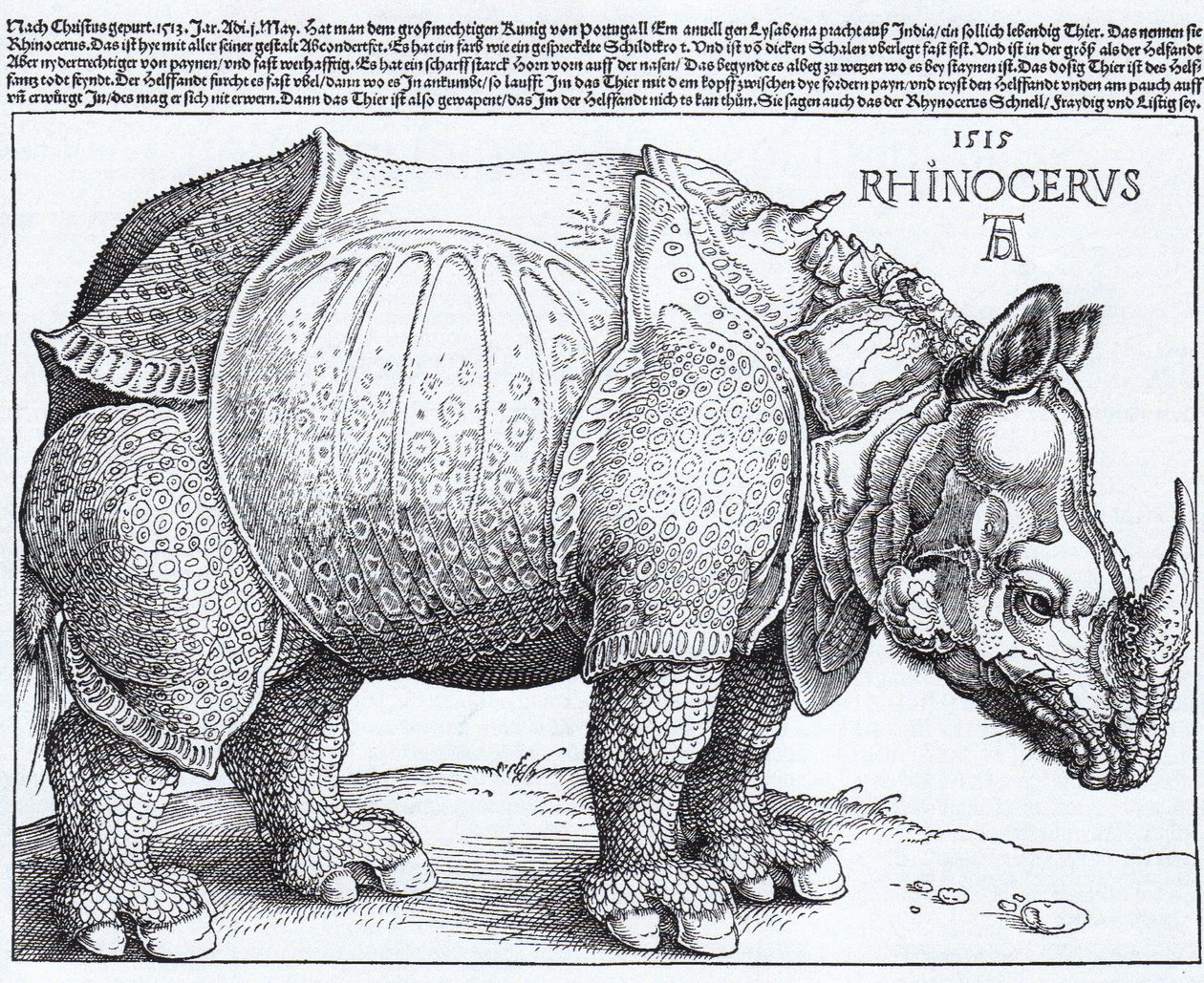 Łac:  Rhinocerus Nosorożec autorstwa Albrecht Dürer