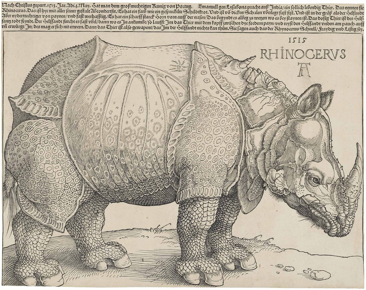 Łac:  Rhinocerus Nosorożec autorstwa Albrecht Dürer
