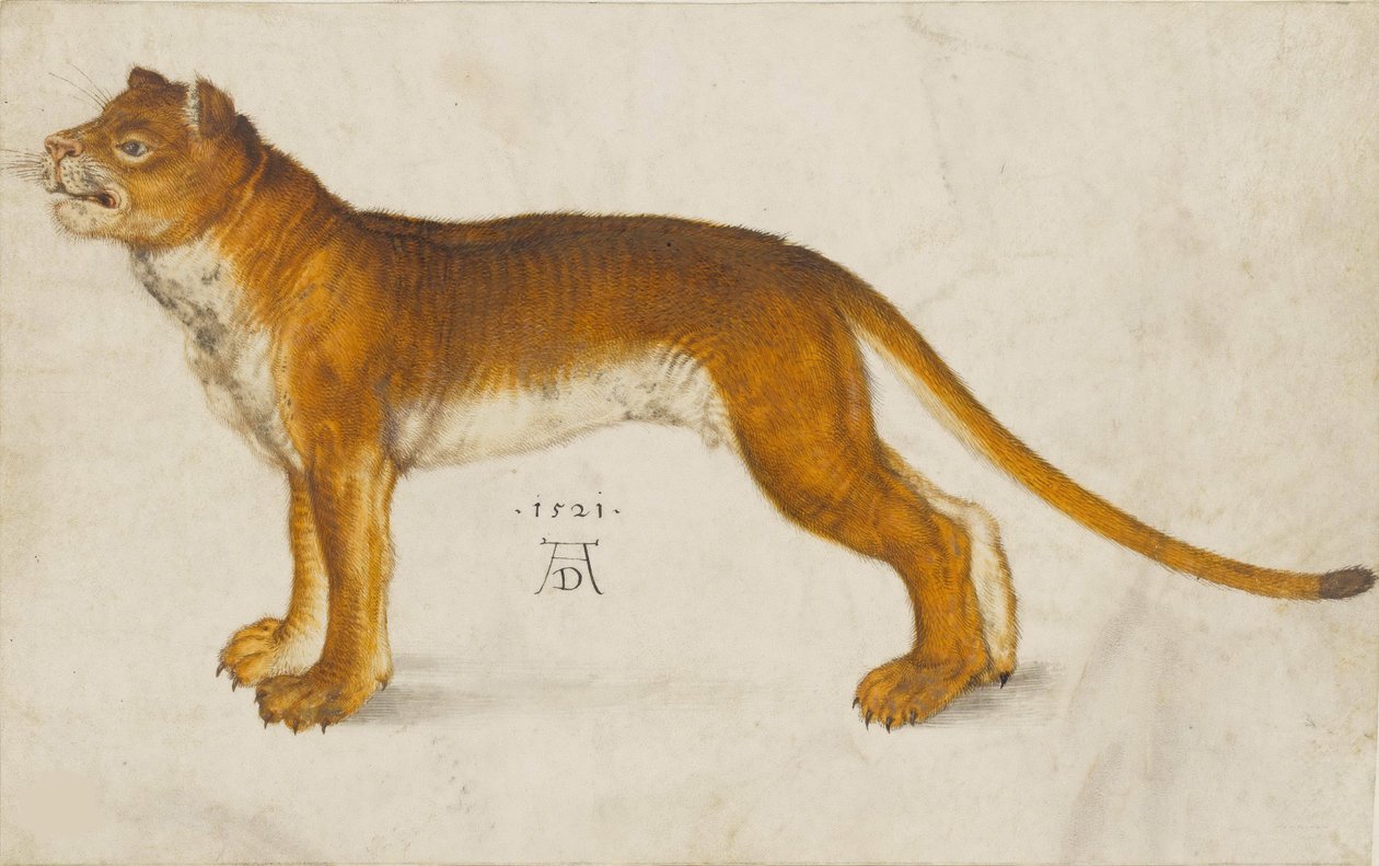 Lwica, 1521. autorstwa Albrecht Dürer