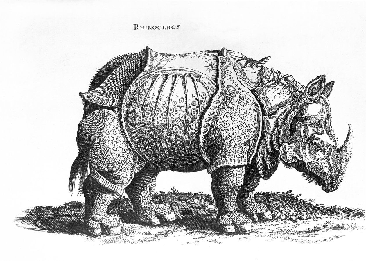 Nosorożec, nr 76 z „Historia Animalium” Conrada Gesnera (1516-65) wydanej w lipcu 1815 autorstwa Albrecht Dürer