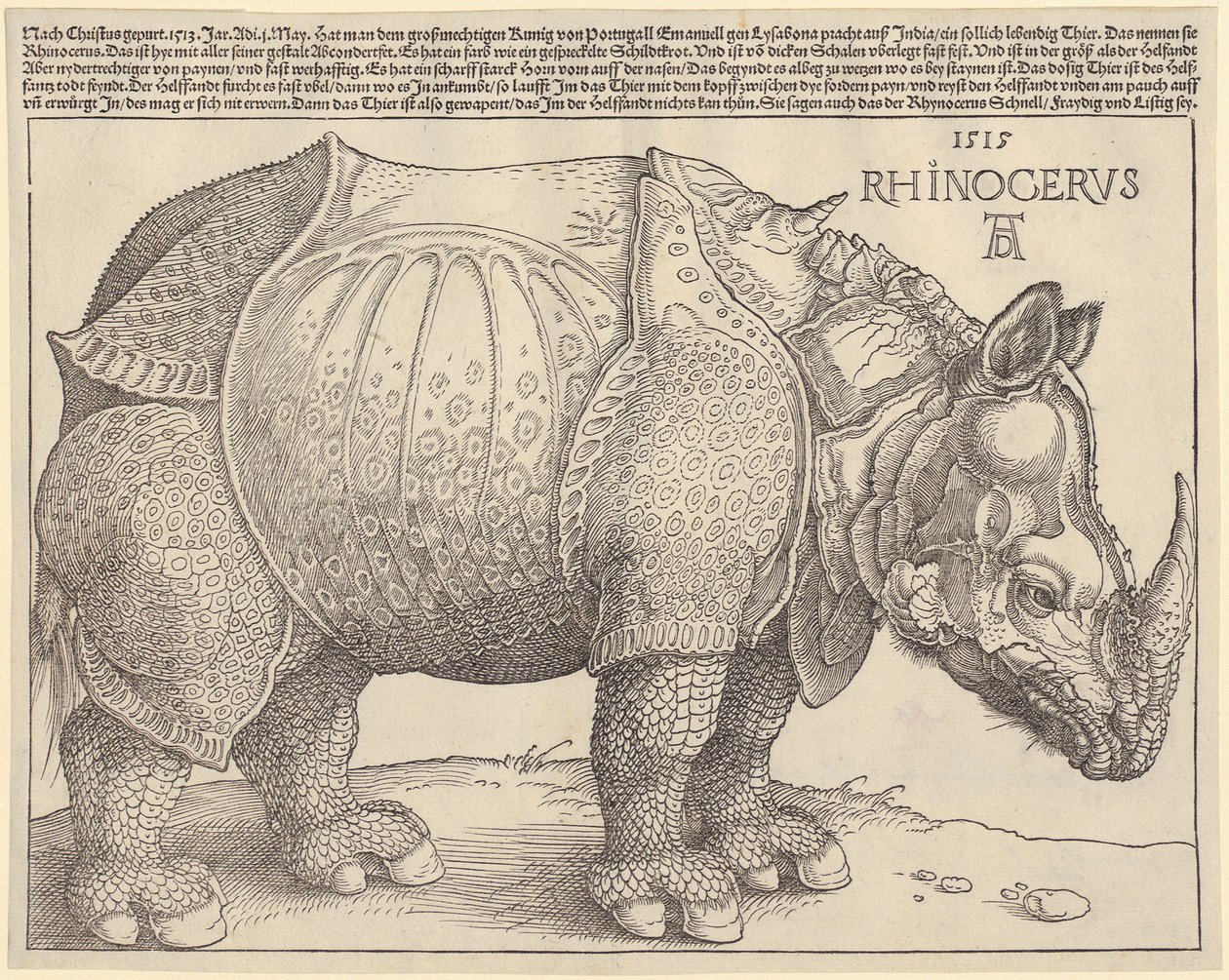 Nosorożec autorstwa Albrecht Dürer
