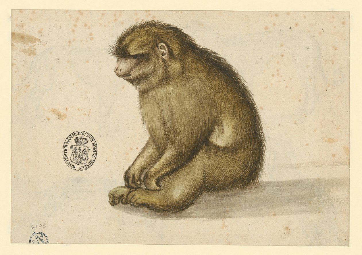 Siedząca małpa autorstwa Albrecht Dürer