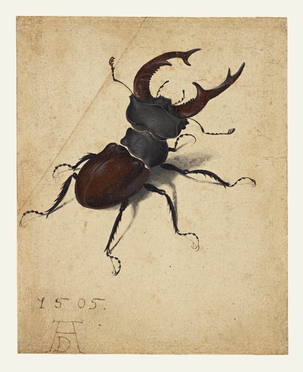 Jeleń autorstwa Albrecht Dürer