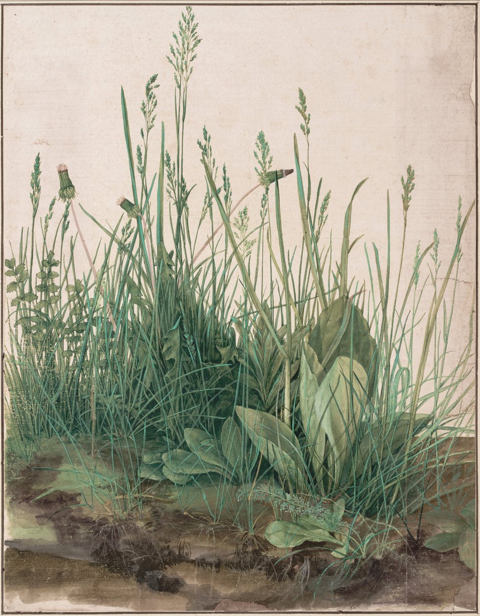 Duży kawałek murawy, 1503 autorstwa Albrecht Dürer