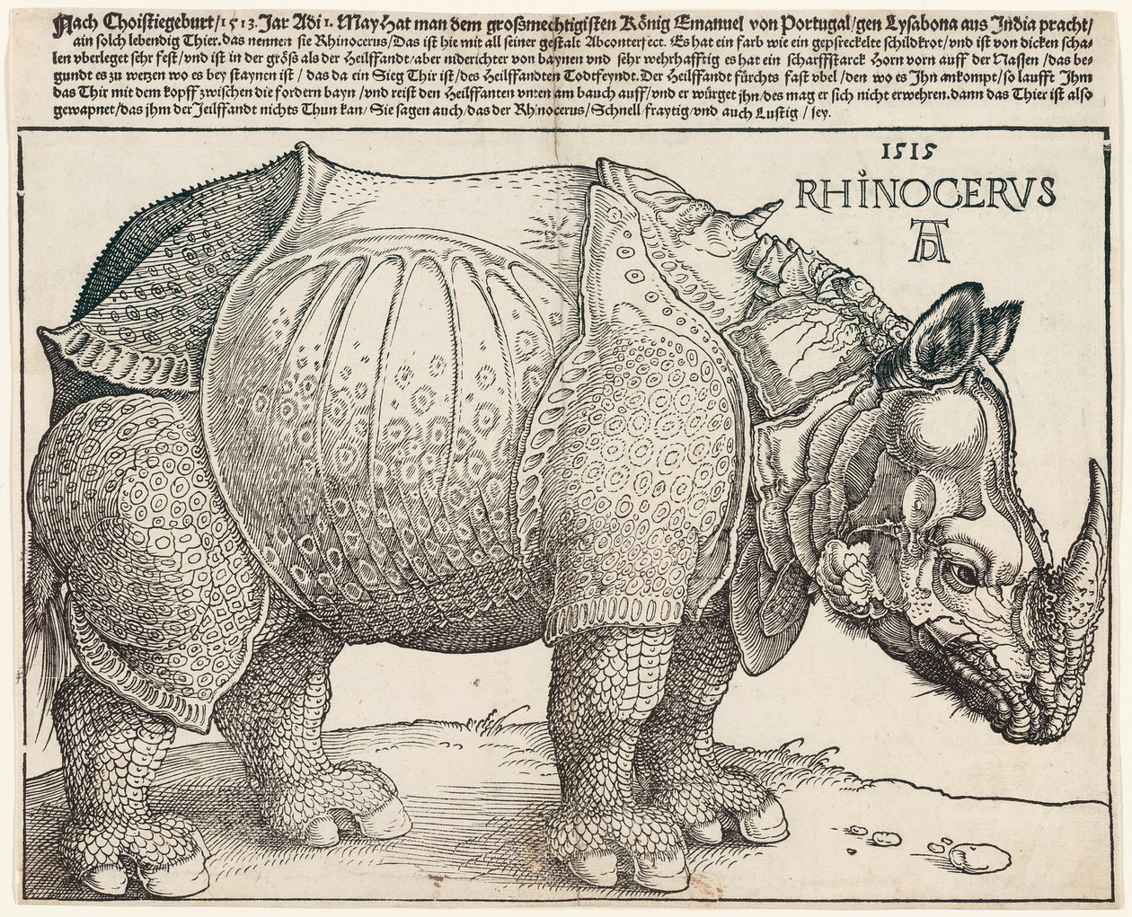 Nosorożec autorstwa Albrecht Dürer