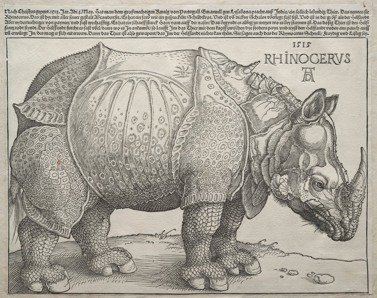 Nosorożec autorstwa Albrecht Dürer