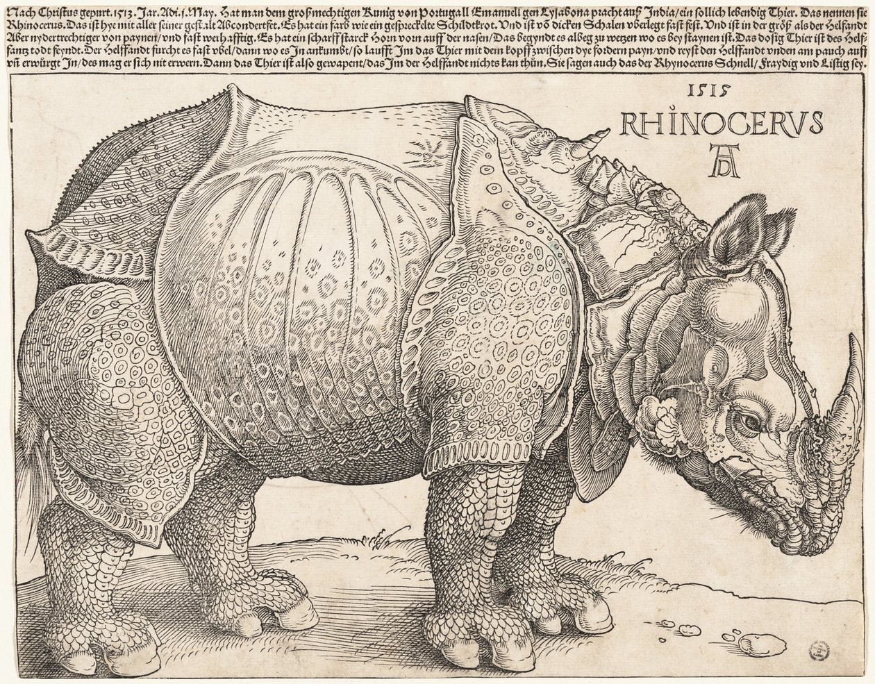Nosorożec autorstwa Albrecht Dürer