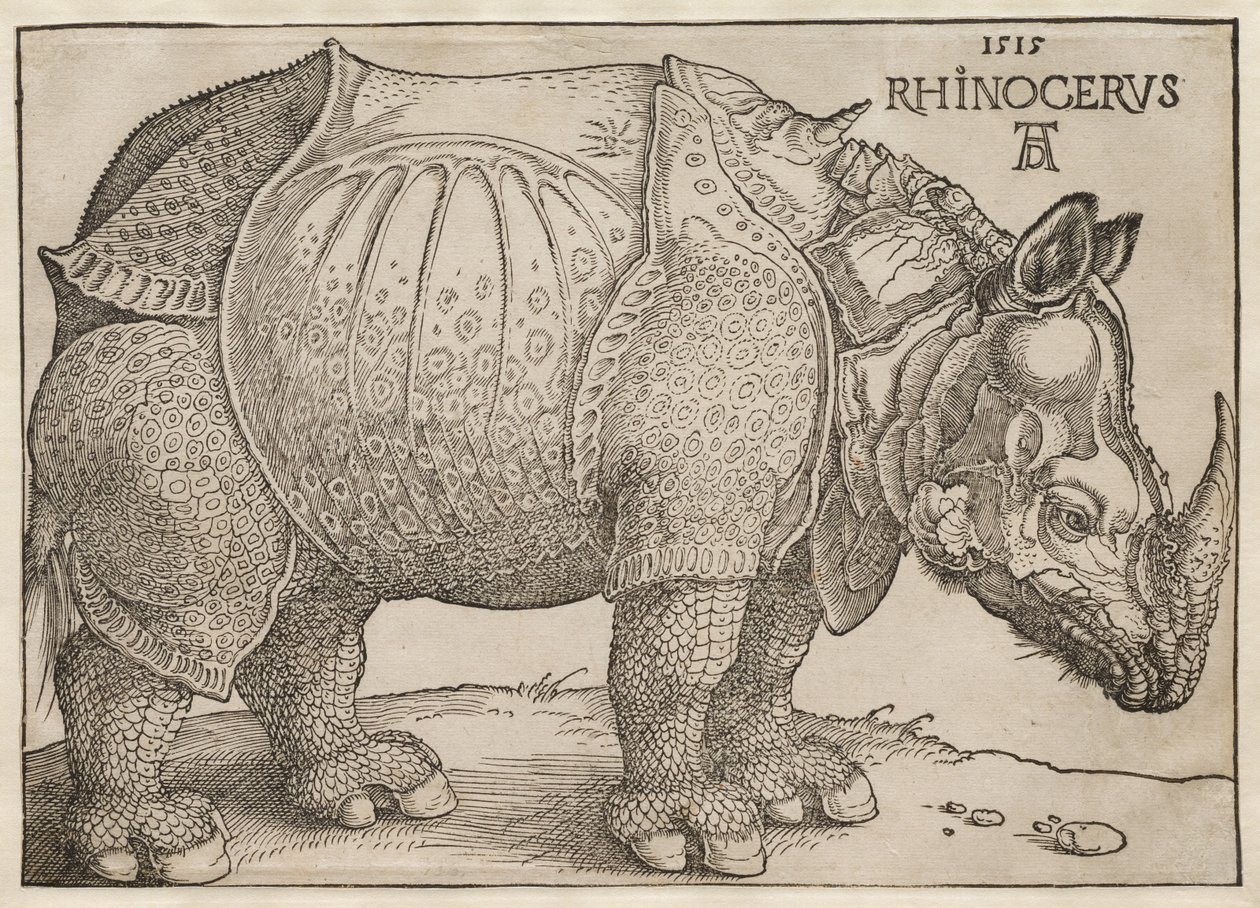 Nosorożec autorstwa Albrecht Dürer
