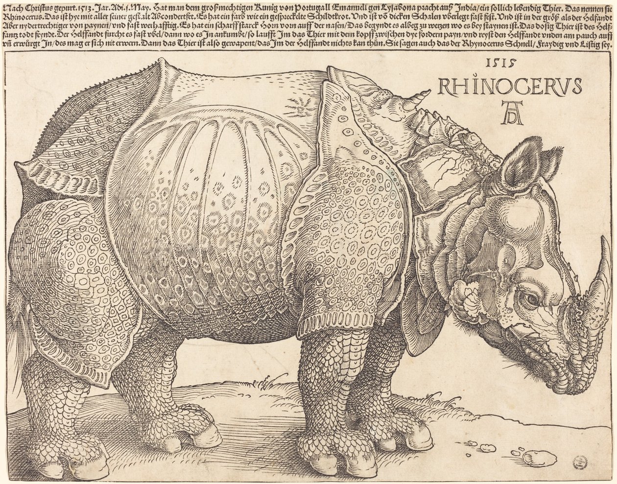 Nosorożec, 1515. autorstwa Albrecht Dürer