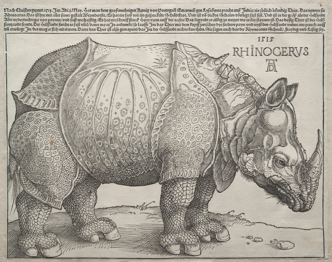 Nosorożec, 1515. autorstwa Albrecht Dürer