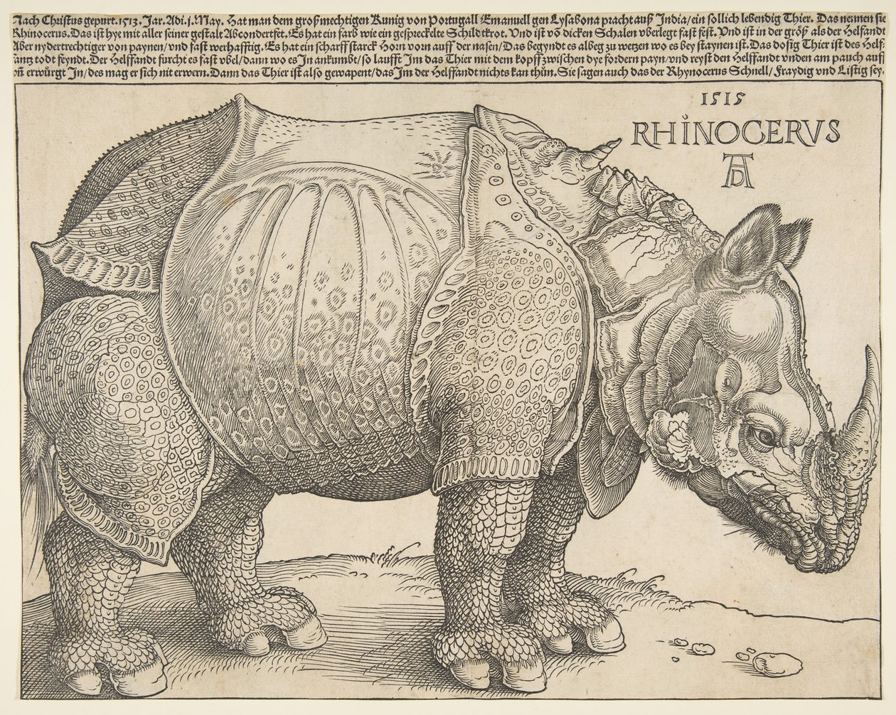 Nosorożec autorstwa Albrecht Dürer