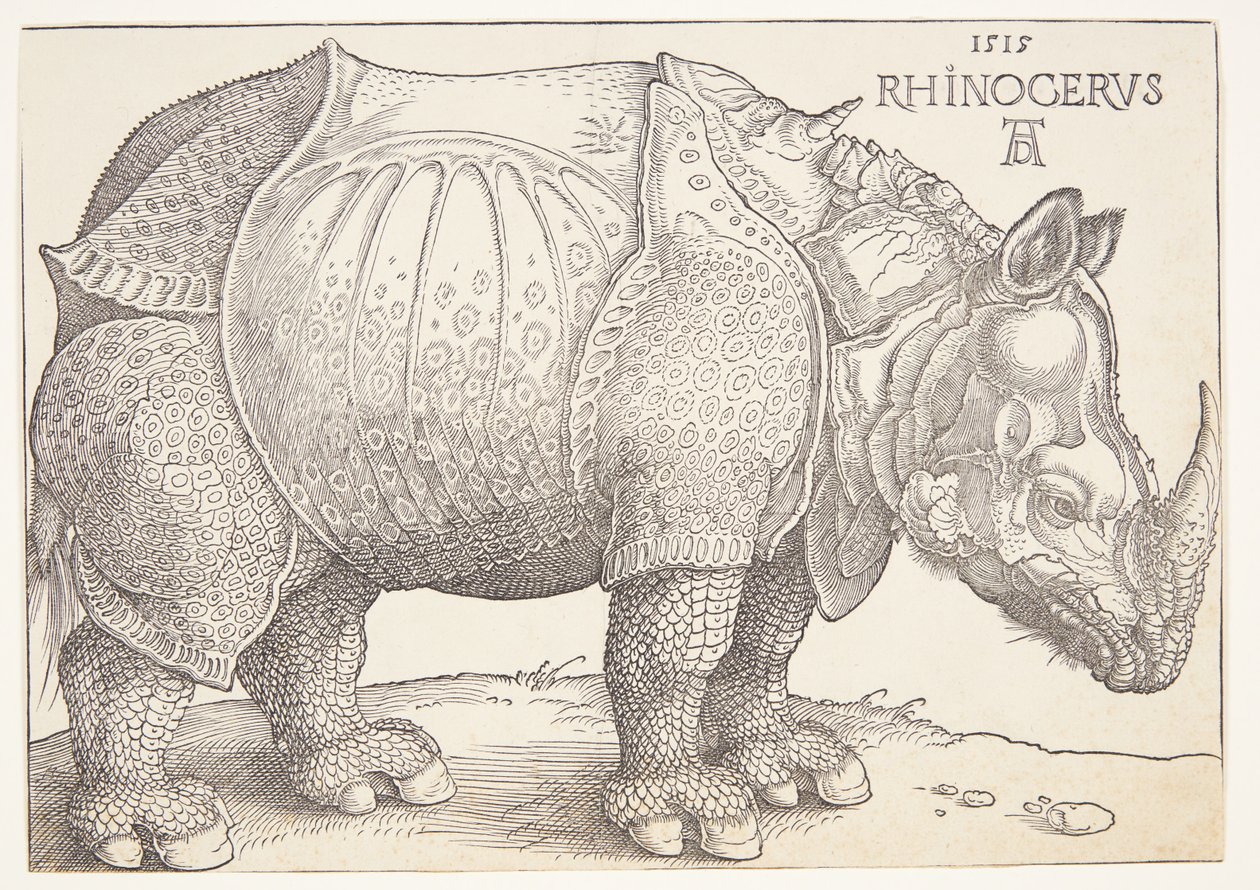 Nosorożec autorstwa Albrecht Dürer