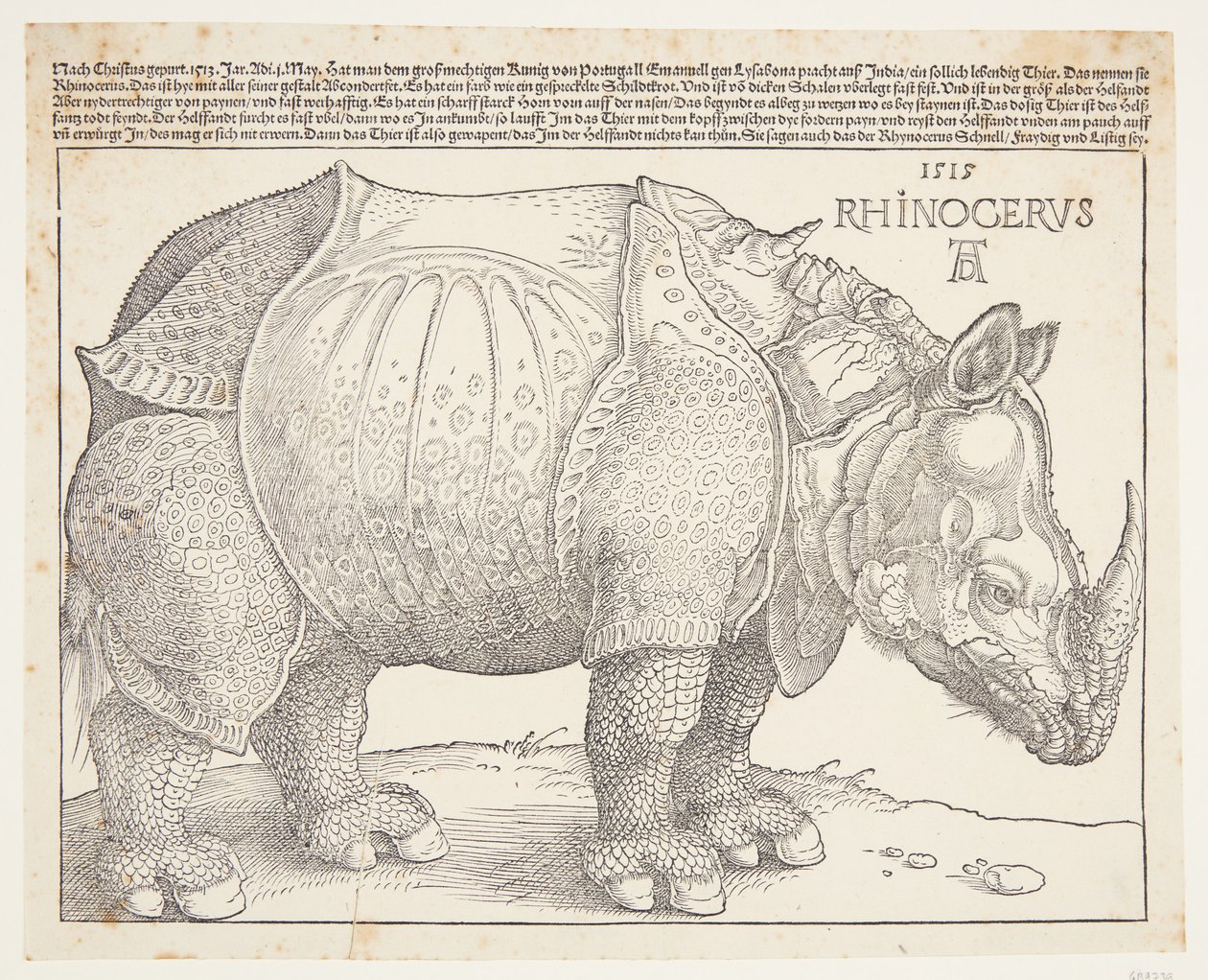 Nosorożec autorstwa Albrecht Dürer
