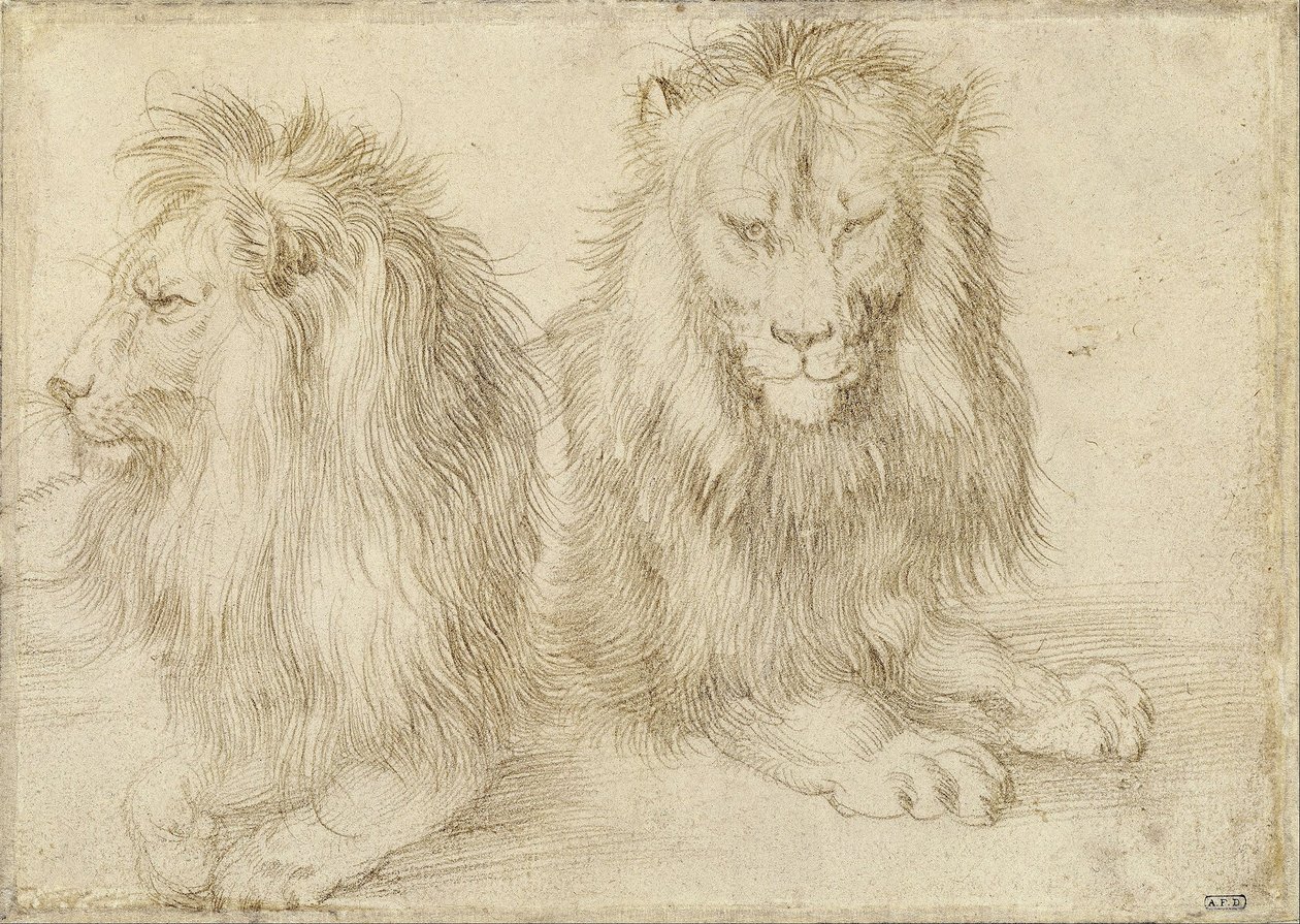 Dwa siedzące lwy autorstwa Albrecht Dürer