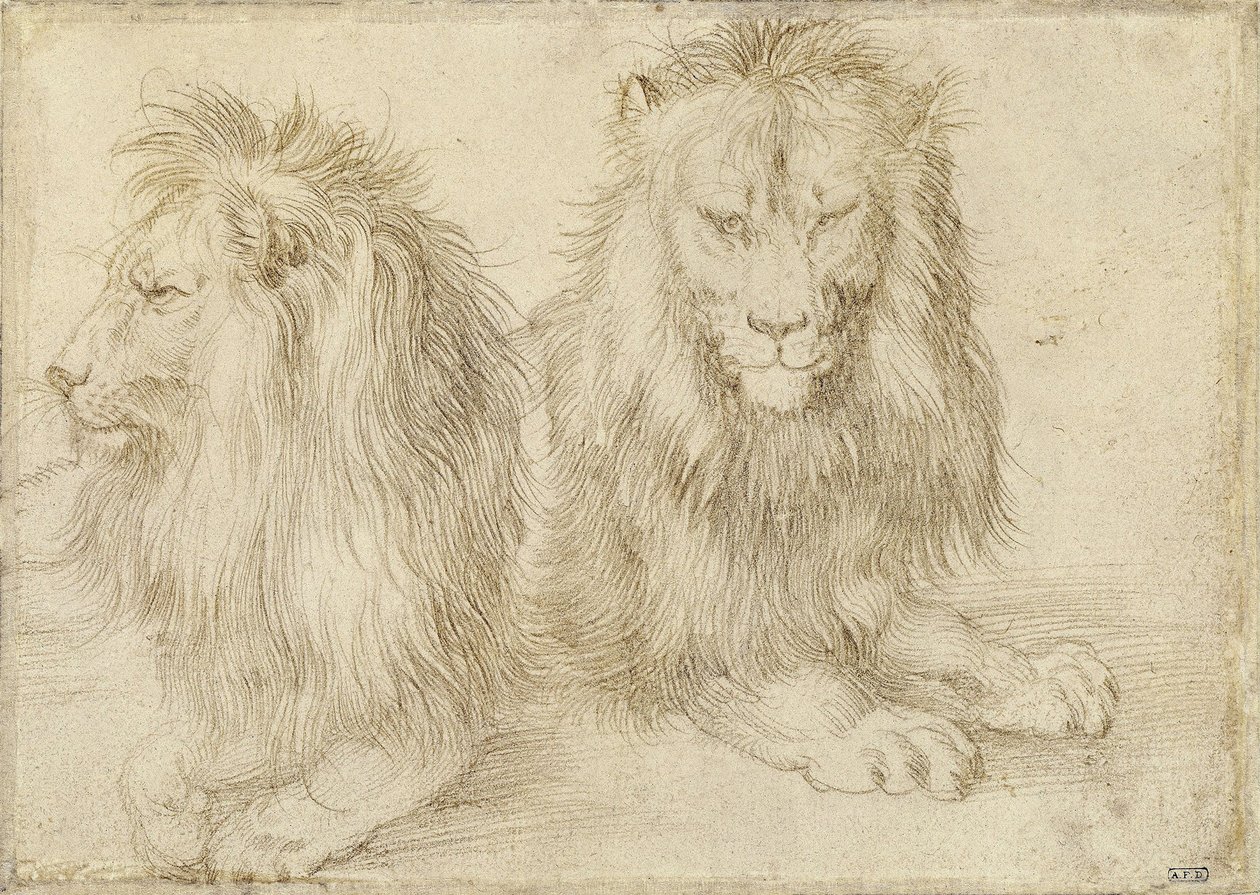 Dwa siedzące lwy, 1521 autorstwa Albrecht Dürer