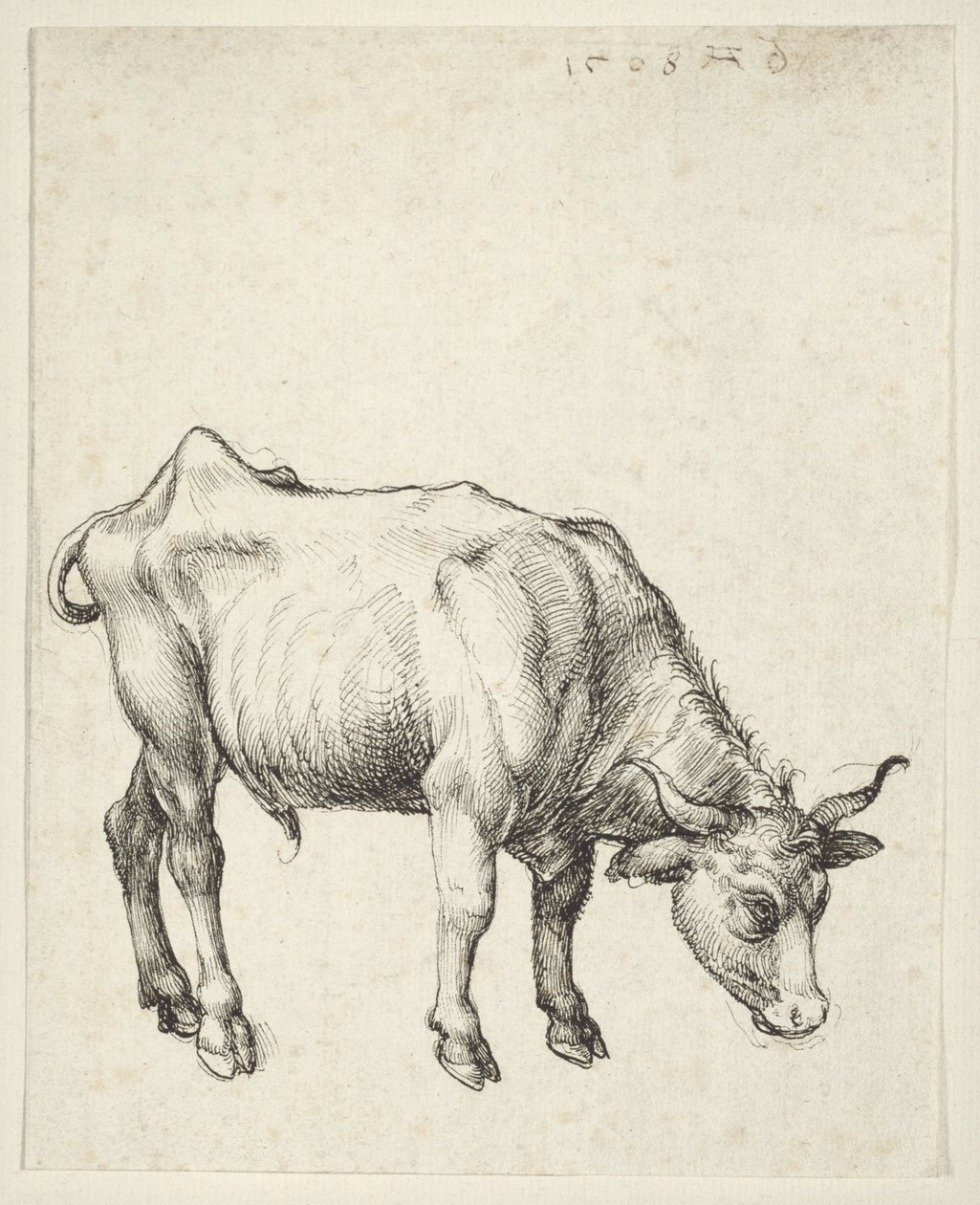 Młody byk autorstwa Albrecht Dürer