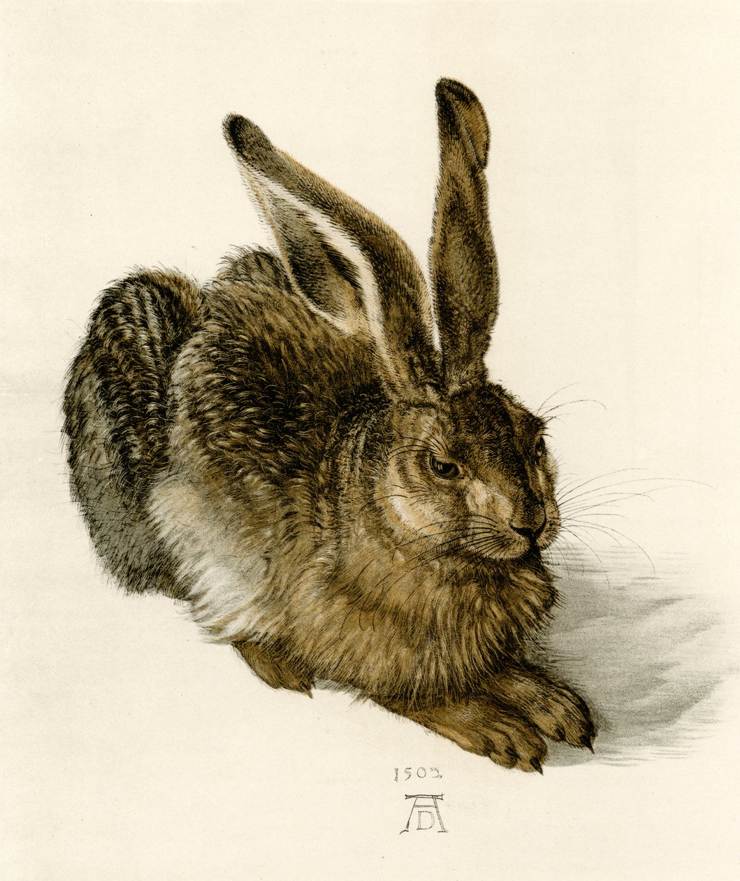 młody zając autorstwa Albrecht Dürer