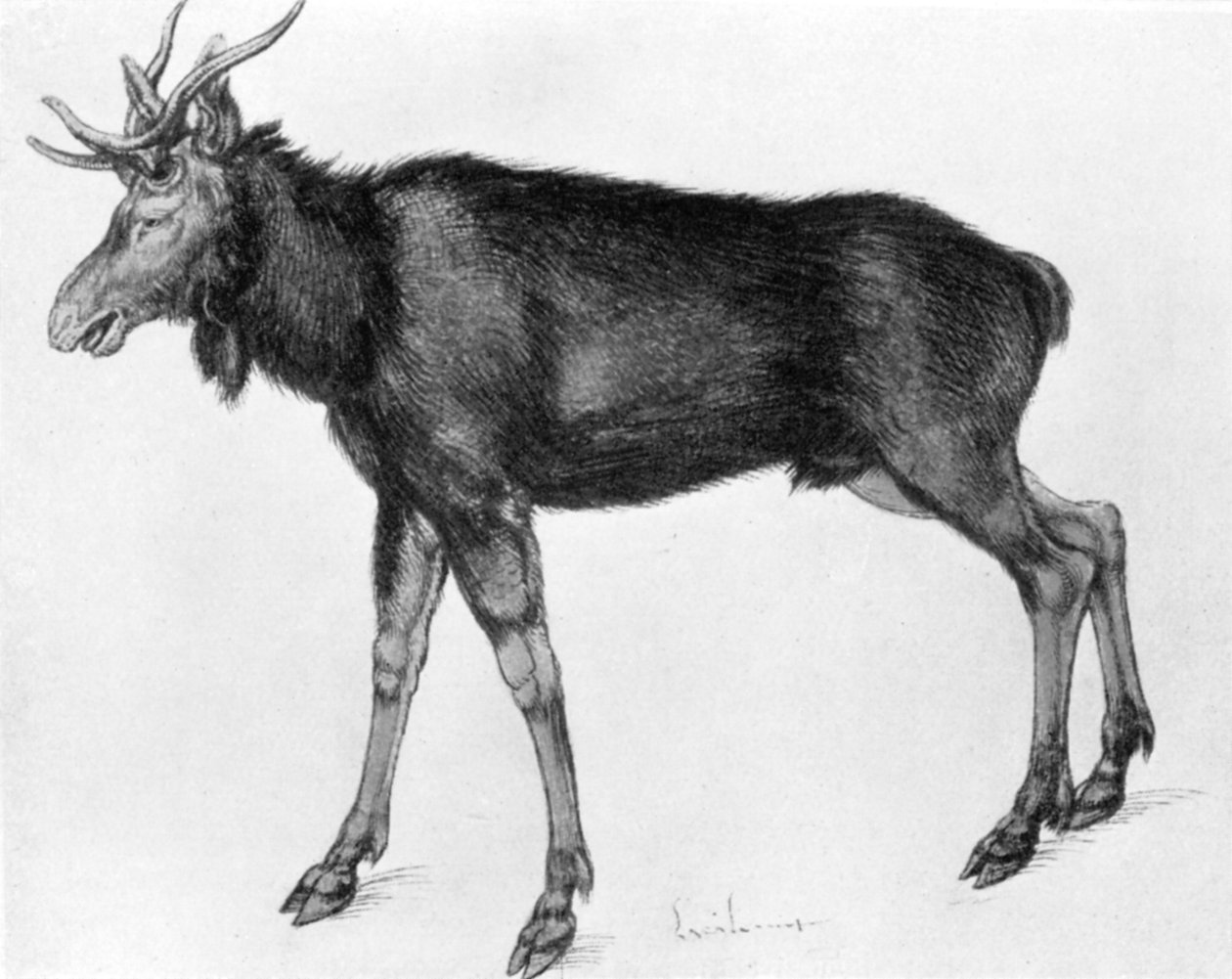 Młody łoś skandynawski z niedojrzałym porożem, koniec XV-początek XVI wieku 1913. autorstwa Albrecht Dürer
