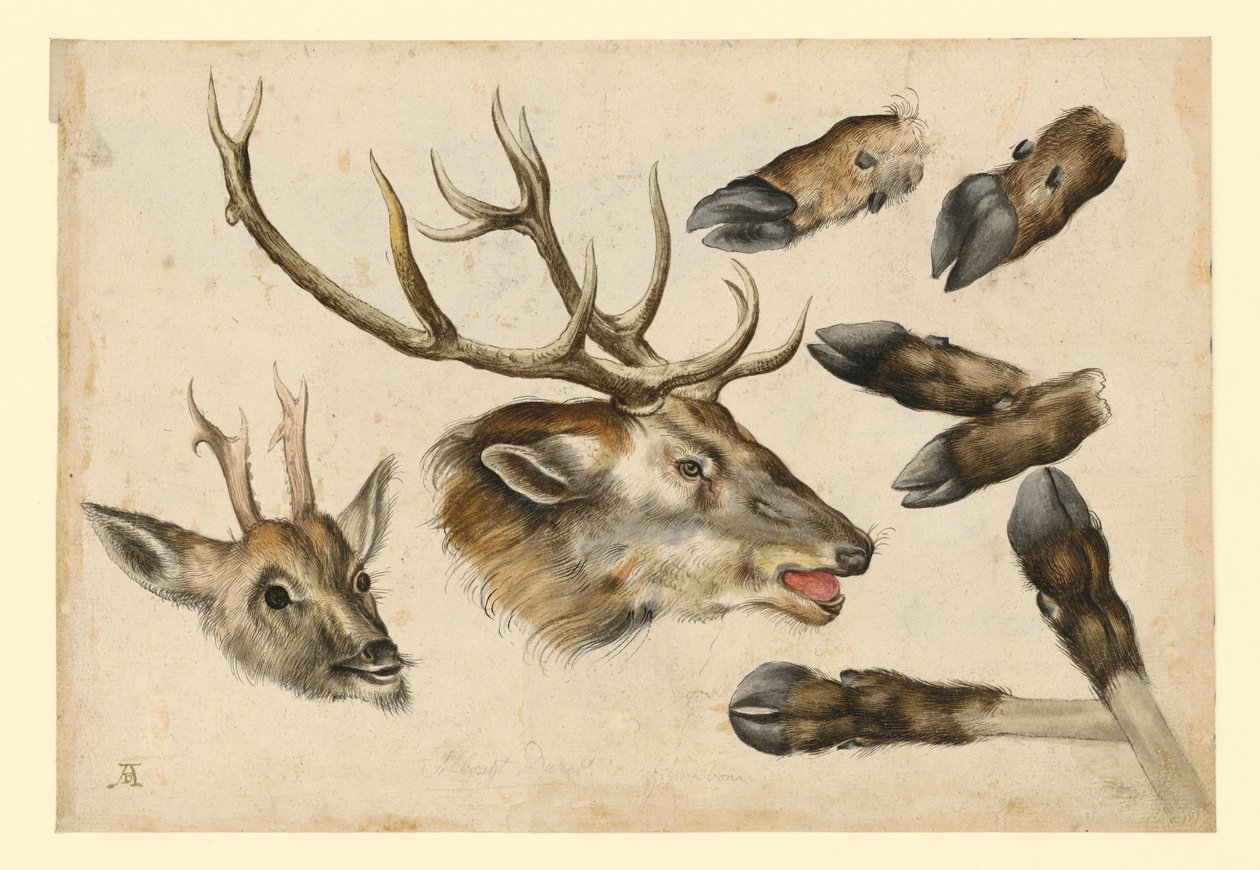 Dwie głowy jelenia, skierowane w prawo, oraz 6 luf autorstwa Albrecht Dürer
