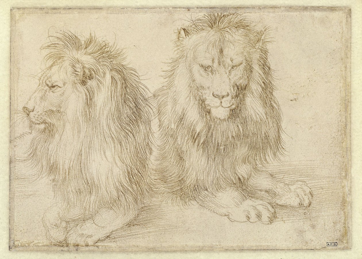 Dwa leżące lwy autorstwa Albrecht Dürer