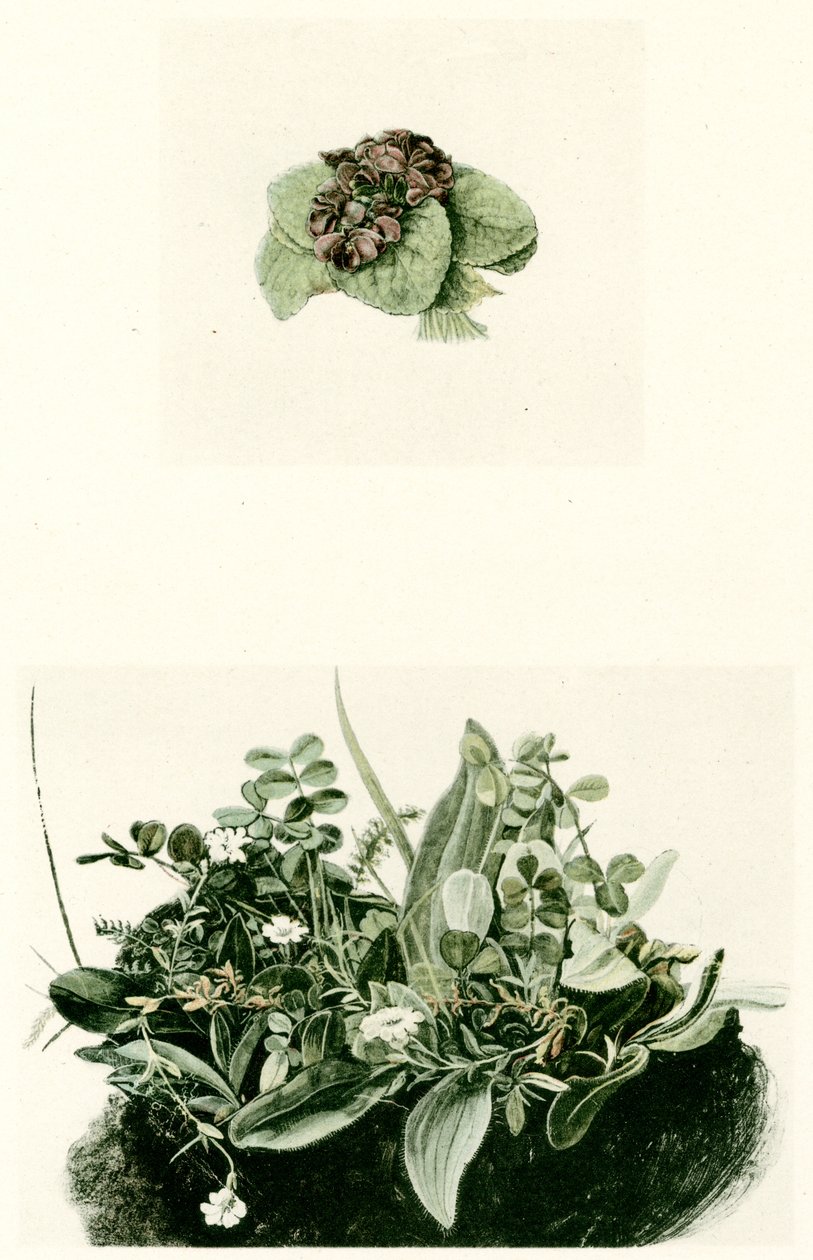 fiołki autorstwa Albrecht Dürer
