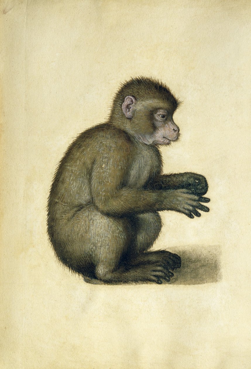 Małpa (akwarela i gwasz na papierze) autorstwa Albrecht Dürer