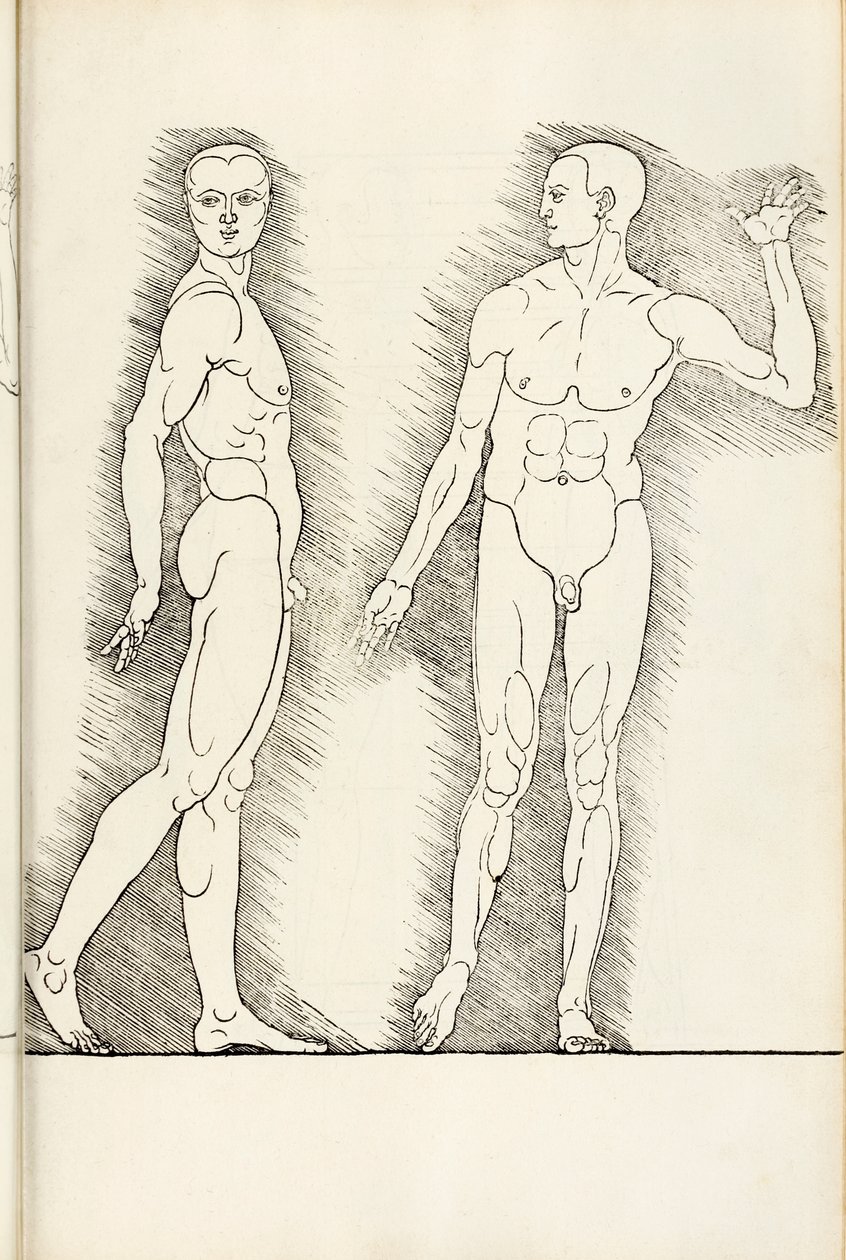 Drzeworyt anatomiczny z Herein obejmuje cztery księgi o proporcjach ludzkich, 1528 autorstwa Albrecht Dürer