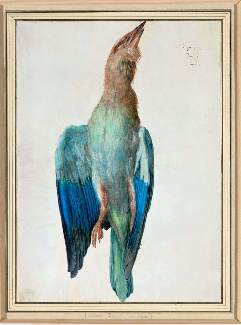 Blue Roller autorstwa Albrecht Dürer or Duerer