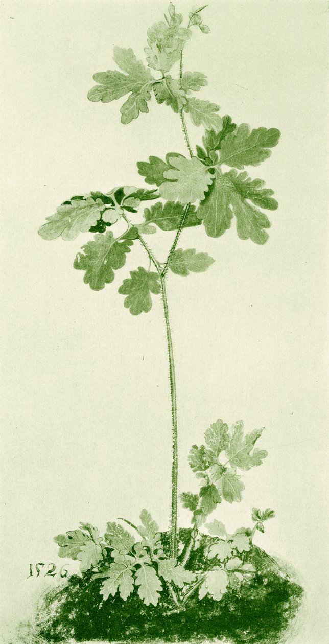 Glistnik autorstwa Albrecht Dürer