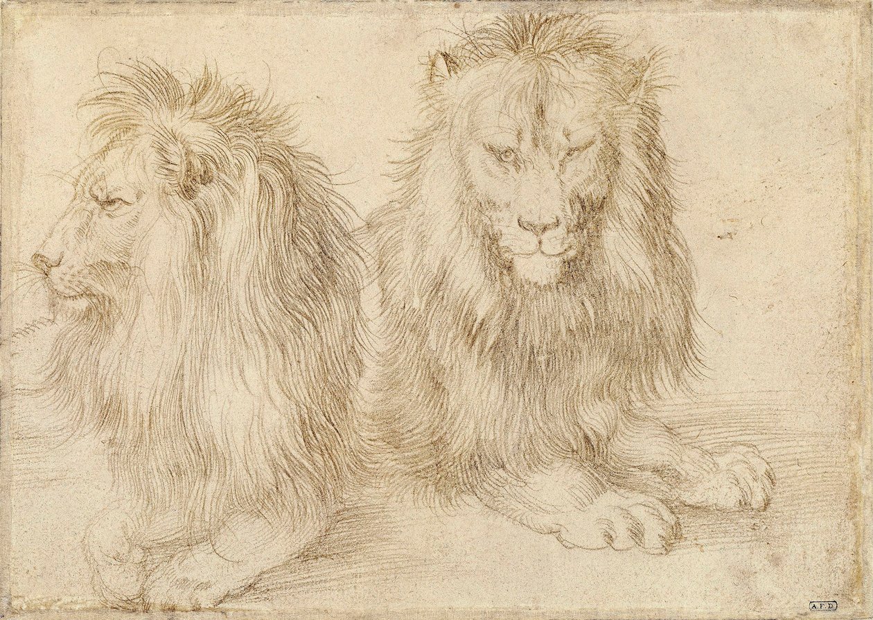 Dwa siedzące lwy - Rysunek Albrechta Durera (1471-1528) autorstwa Albrecht Dürer