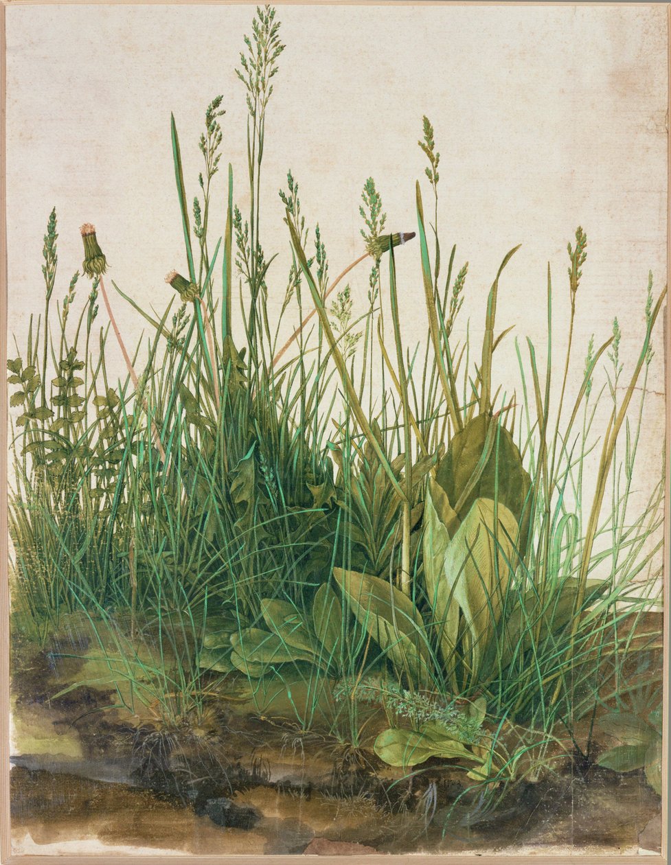 Duża kępa torfu - Das grosse Rasenstueck autorstwa Albrecht Dürer or Duerer