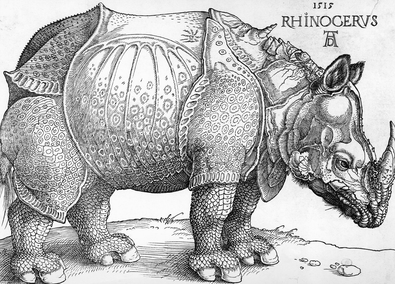 Nosorożec autorstwa Albrecht Dürer