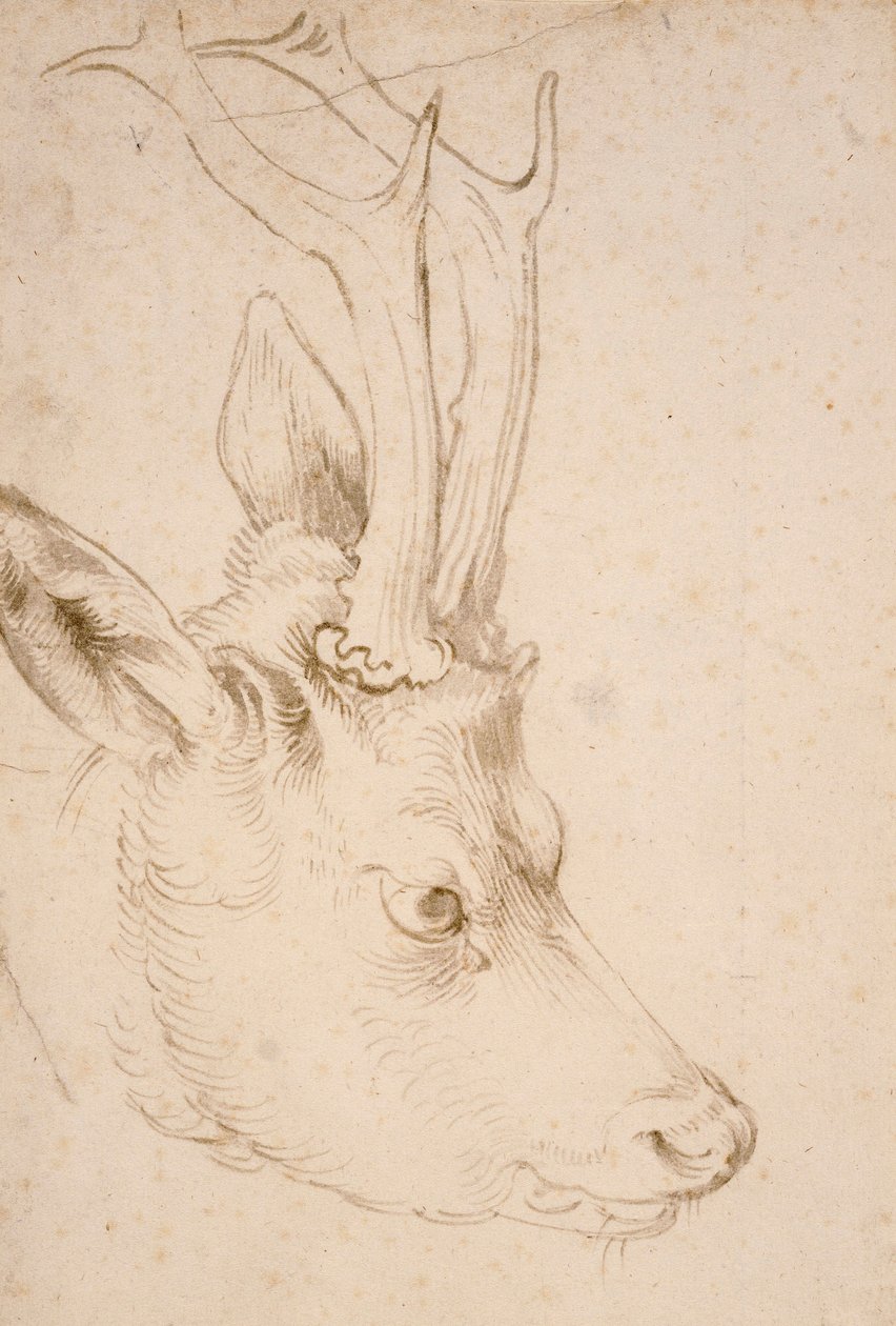 Samiec Tete de chevreuil - Dessin de Albrecht Durer (1471-1528), vers 1503 - Głowa Roebuck - Pióro i pędzel, szary i brązowy tusz na papierze Albrechta Durera (1471-1528), ca1503 - 22,8x15,3 cm - Muzeum Sztuki Nelson-Atkins, Kansas City, Missouri autorstwa Albrecht Dürer