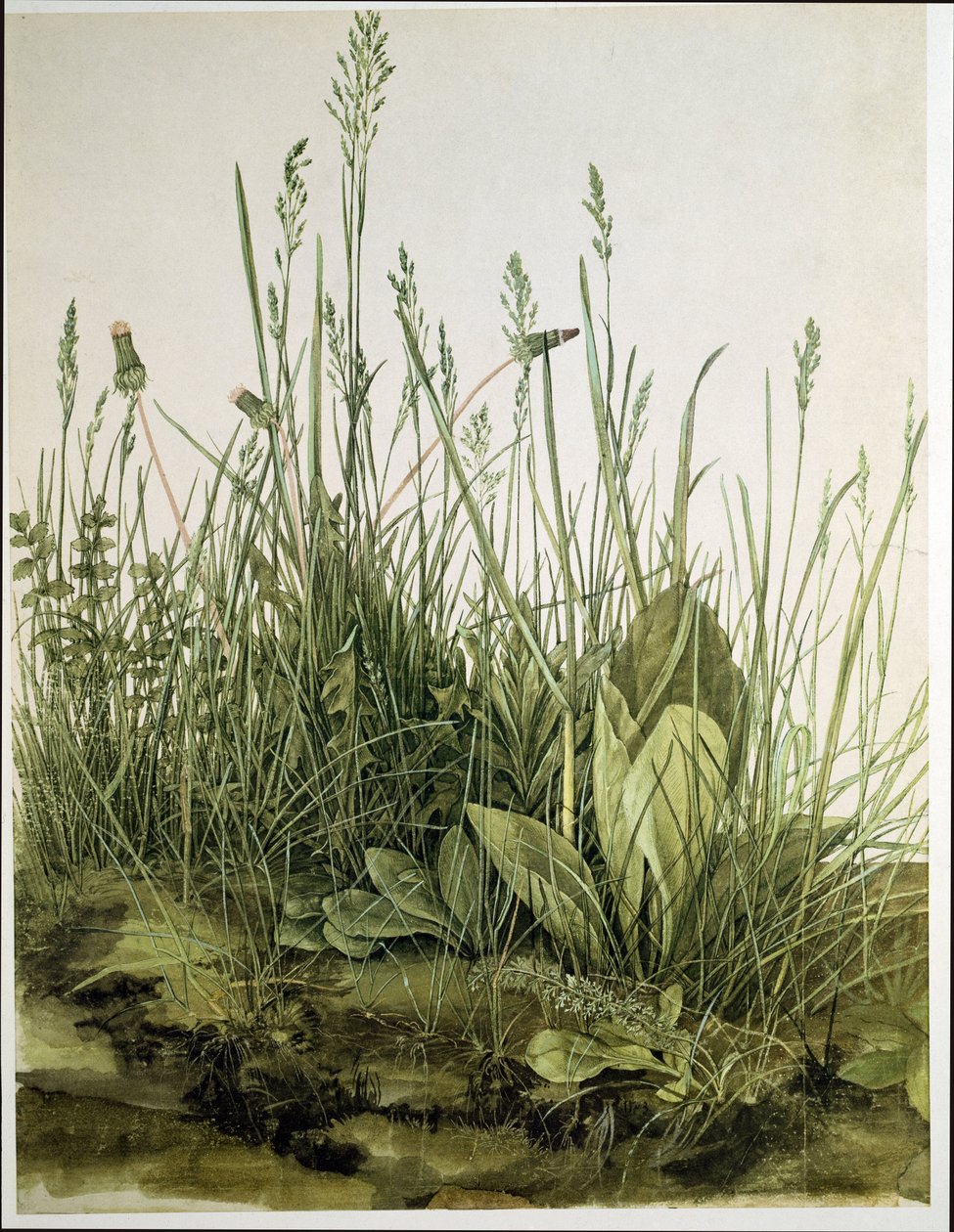 Duży kawałek murawy autorstwa Albrecht Dürer or Duerer