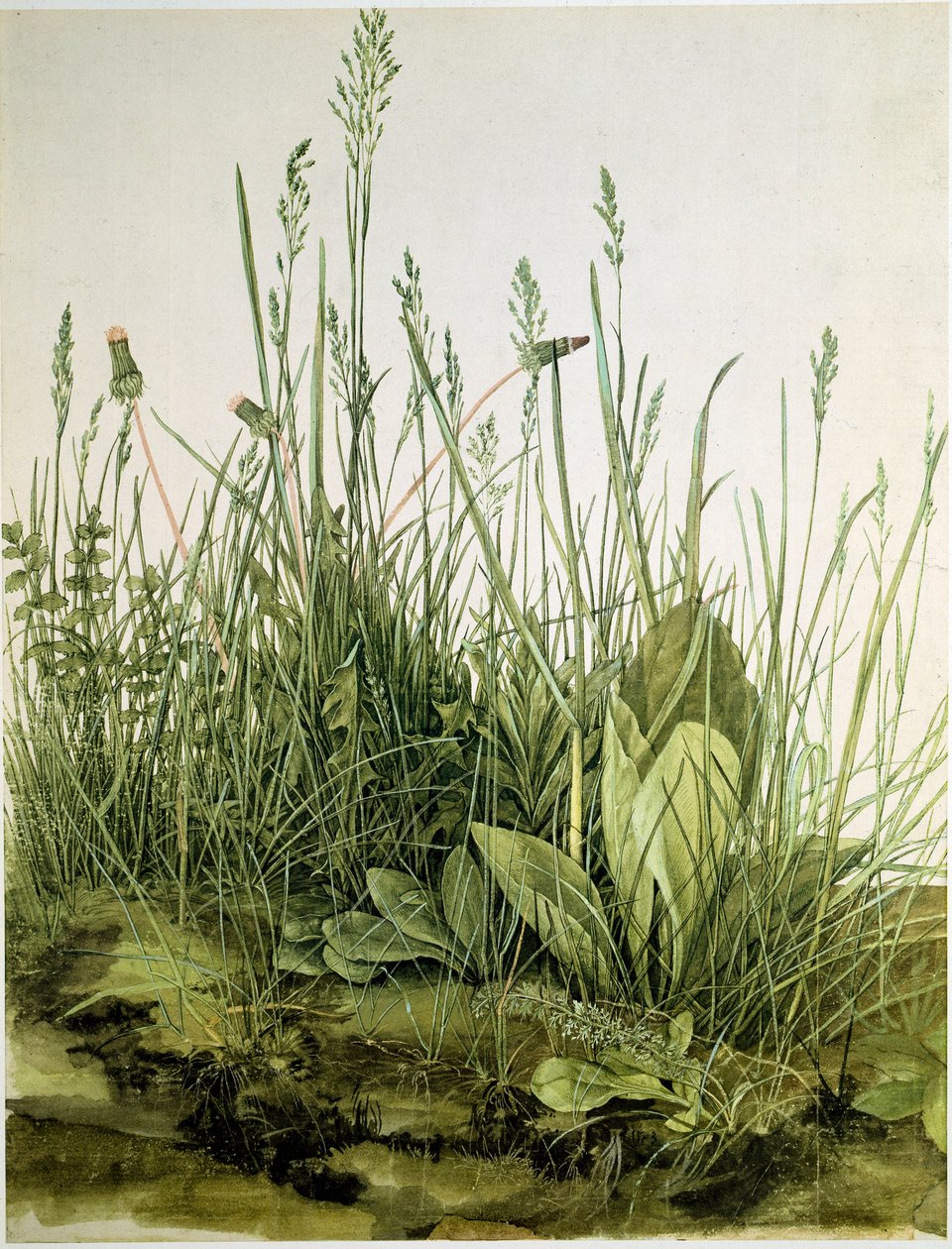 Brud z dzikimi ziołami Akwarela Albrechta Durera (1471-1528) 1503 Wym. 41x31,5 cm Grafika Sammlung Albertina autorstwa Albrecht Dürer
