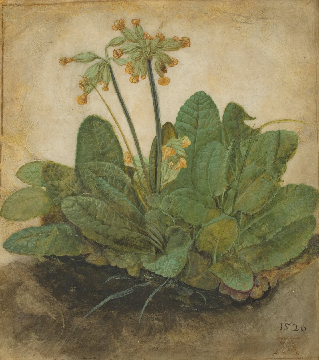 Kępka Cowslip, 1526 autorstwa Albrecht Dürer
