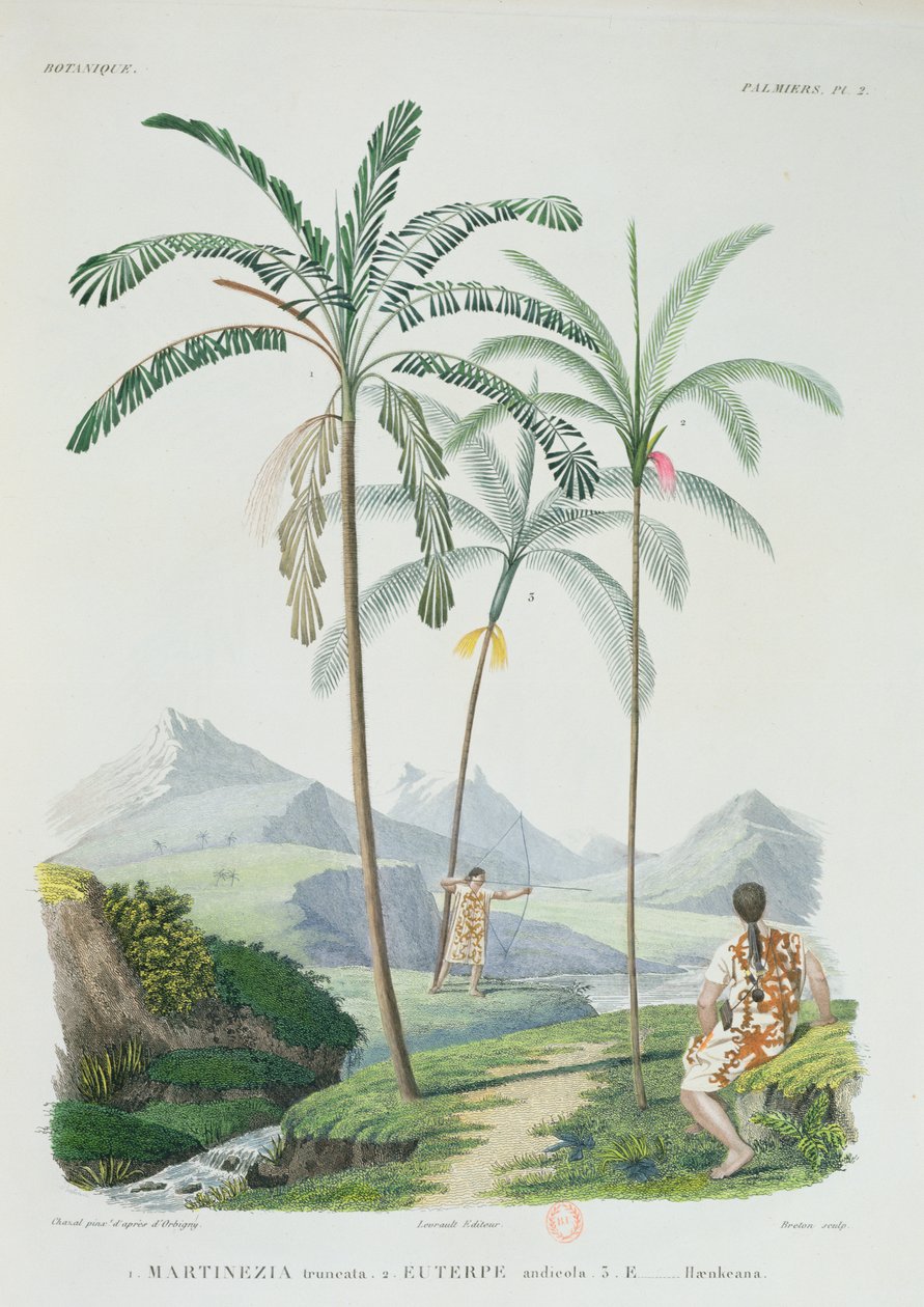 Palmy w górzystej części Ameryki Południowej, z Voyage dans lAmerique Meridionale artysty, rytowane przez Bretona, ok. 1834-47 autorstwa Alcide DOrbigny